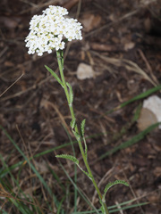 Achillea pannonica