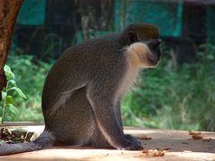 Chlorocebus aethiops