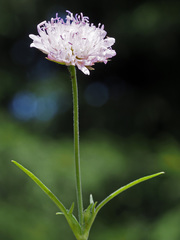 Knautia dipsacifolia