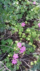 Oxalis bowiei