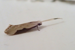 Sagephora phortegella