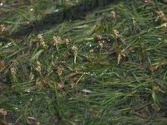 Potamogeton pusillus