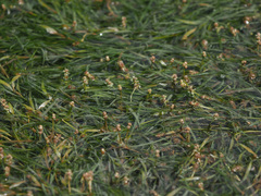 Potamogeton pusillus