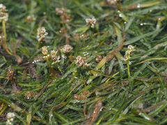 Potamogeton pusillus