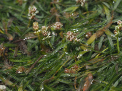 Potamogeton pusillus