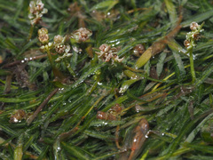 Potamogeton pusillus