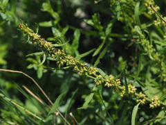 Rumex palustris