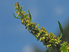 Rumex palustris