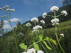 Valeriana officinalis sambucifolia