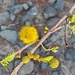 Acacia ehrenbergiana