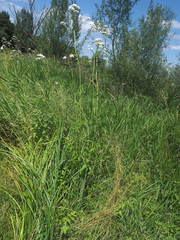 Valeriana officinalis sambucifolia