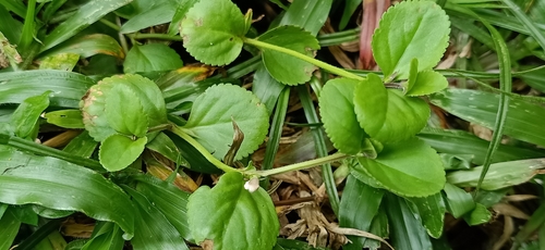 Clovis (Vandellia diffusa)