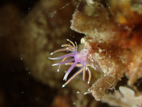 Edmundsella pedata