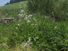Valeriana officinalis sambucifolia