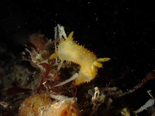 Crimora papillata