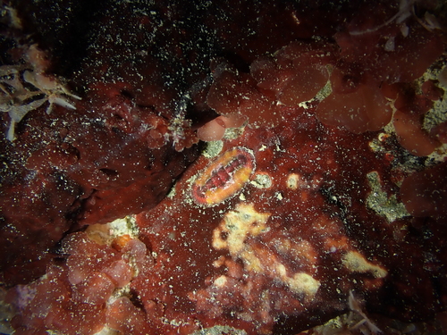 Callochiton septemvalvis