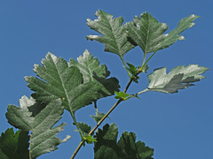 Crataegus macrocarpa