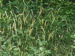Hordelymus europaeus