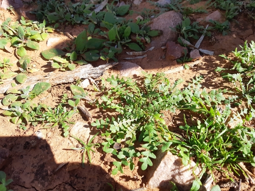 Earth Cress (Geococcus pusillus)