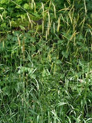 Hordelymus europaeus