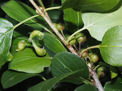 Trichochermes walkeri