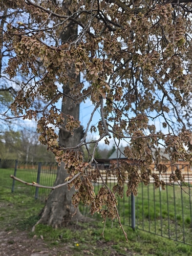 Russian elm
