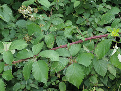 Rubus praecox