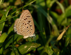 Arhopala camdeo
