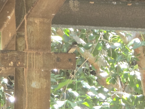 Northern Fantail (Rhipidura rufiventris)
