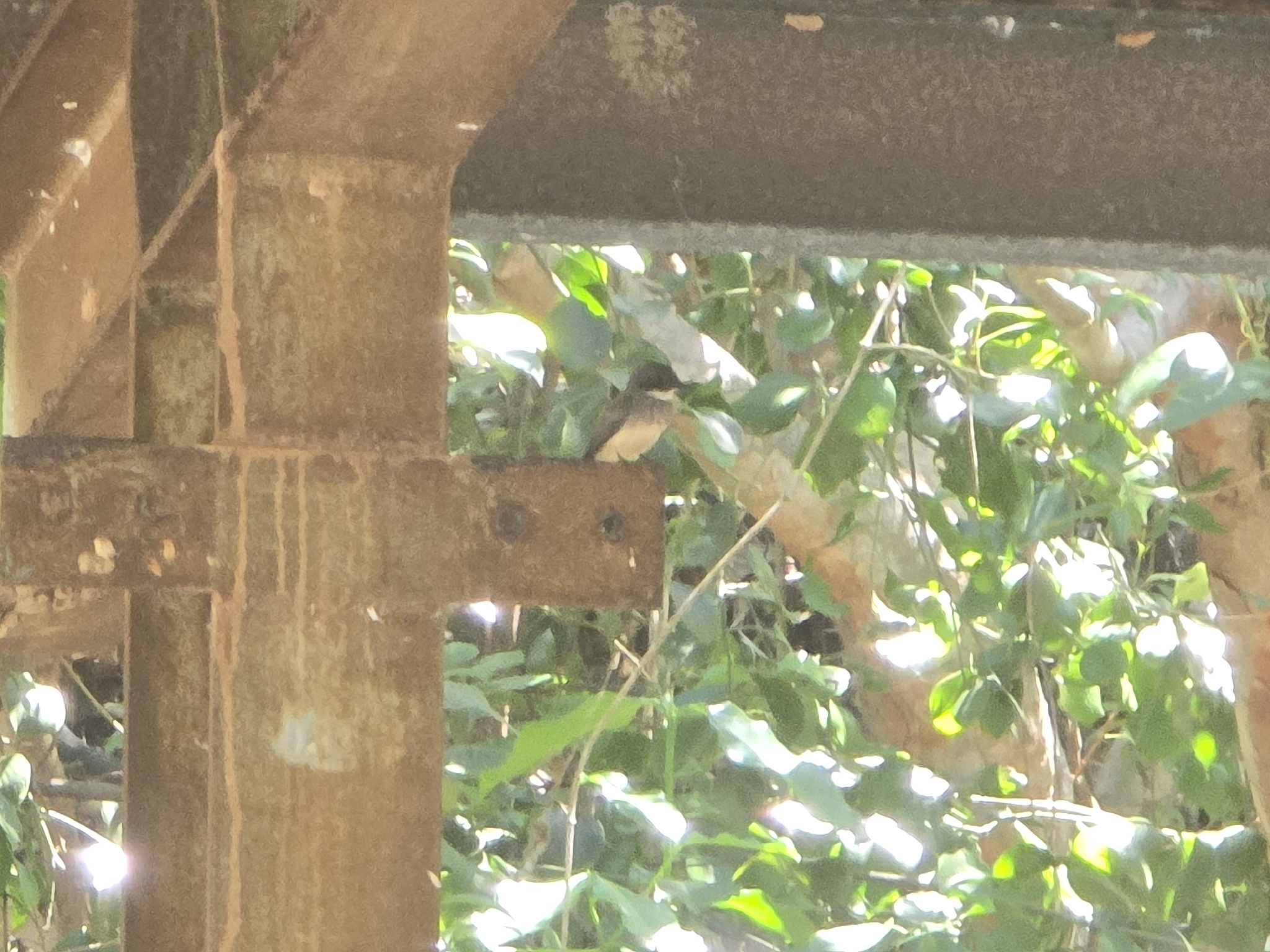 Northern Fantail (Rhipidura rufiventris), photo 1
