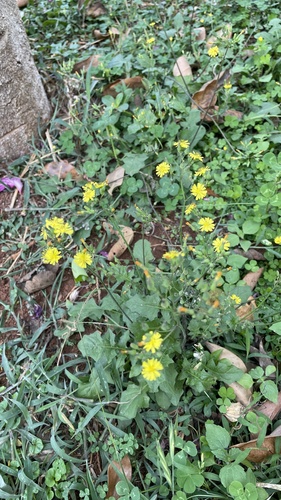 Oriental false hawksbeard
