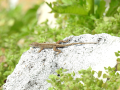 Anolis sagrei