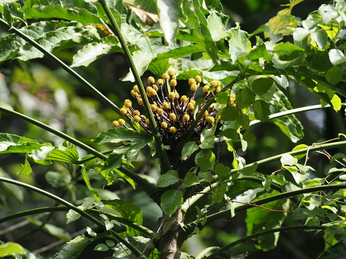Osmoxylon truncatum in life
