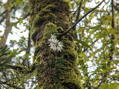 Dendrobium moniliforme
