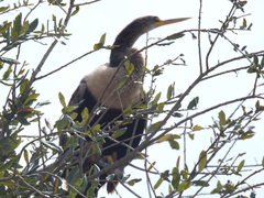 Anhinga anhinga