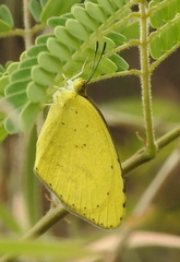 Eurema brigitta rubella