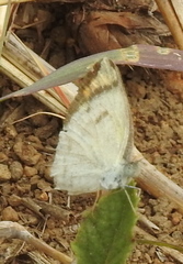 Colotis etrida
