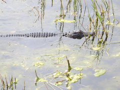 Alligator mississippiensis