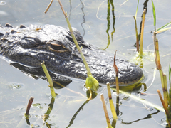 Alligator mississippiensis