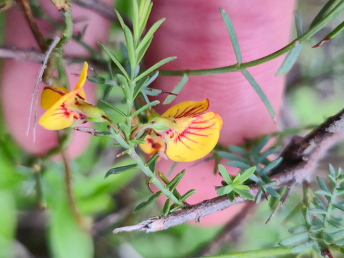 Eutaxia diffusa, photograph 1