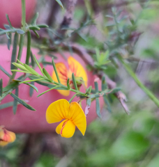 Eutaxia diffusa