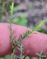 Eutaxia diffusa, photograph Eamonn Culhane, CC BY, iNaturalist via GBIF
