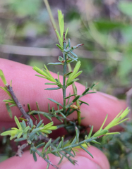 Eutaxia diffusa, photograph Eamonn Culhane, CC BY, iNaturalist via GBIF