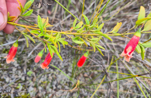Correa pulchella, photograph 5