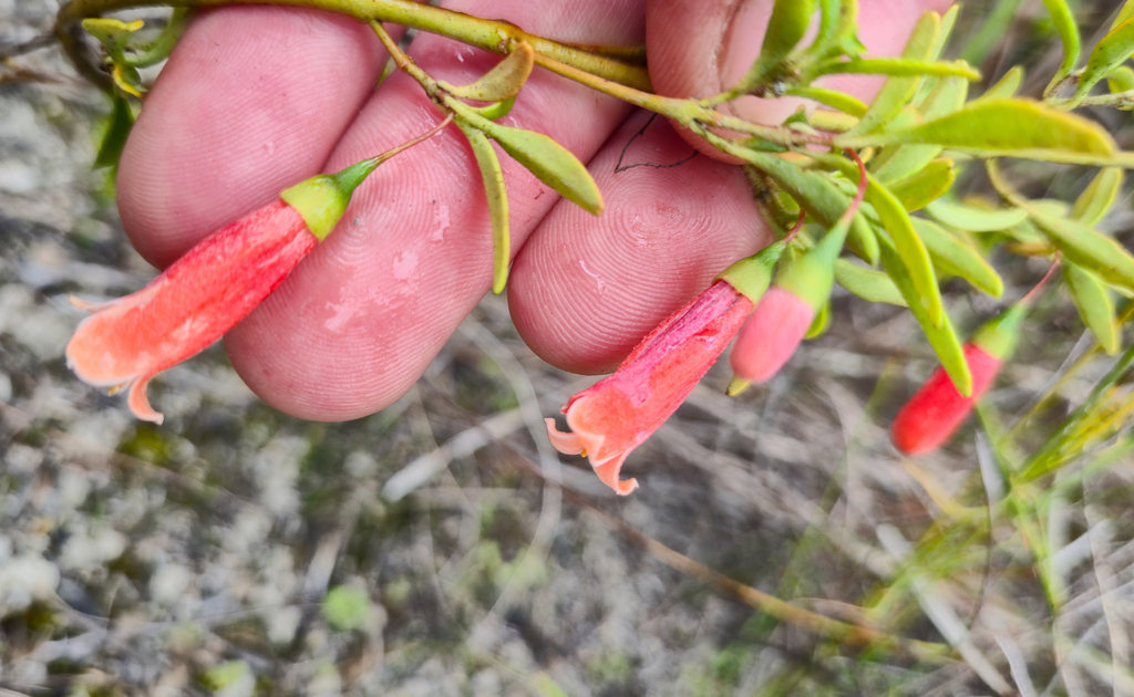 Correa pulchella; photograph (c) Eamonn Culhane, some rights reserved (CC BY)