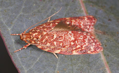 Syringoseca rhodoxantha