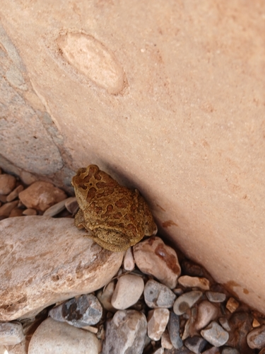 Mauritanian Toad