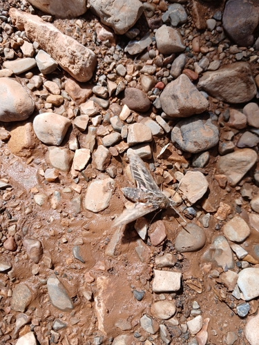 Striped Hawkmoth