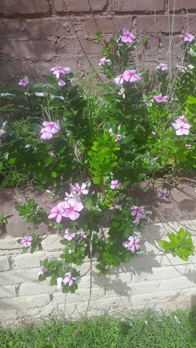 Madagascar Periwinkle