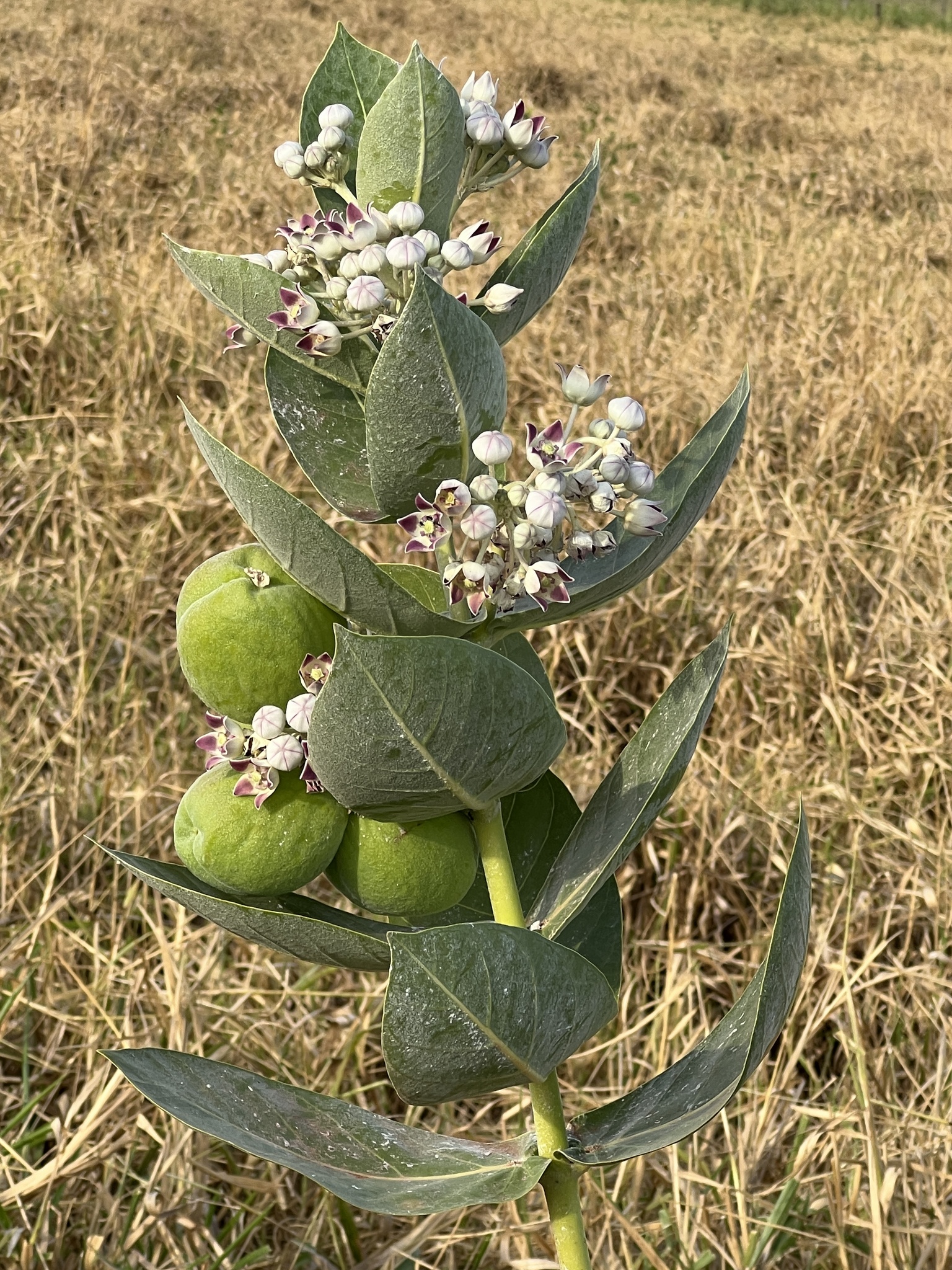 Calotropis procera